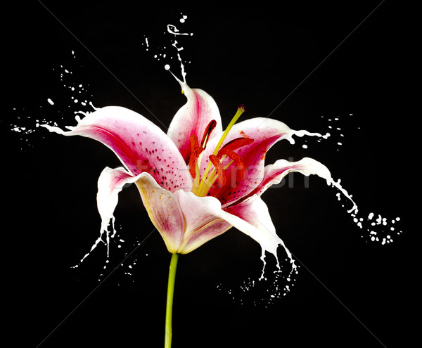pink flower with splashes Stock photo © zdenkam