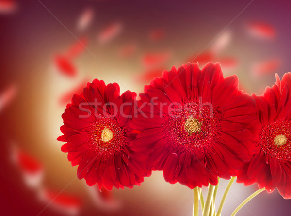 紅色 花 紅色的花朵 一起 黑暗 商業照片 © zdenkam