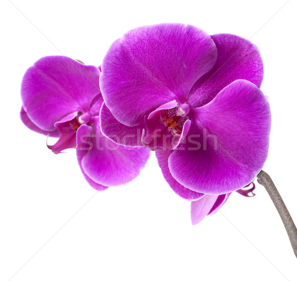 Pourpre orchidée belle blanche jardin beauté [[stock_photo]] © zdenkam