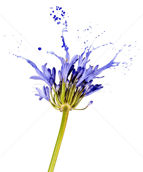 blue flower with splashes Stock photo © zdenkam