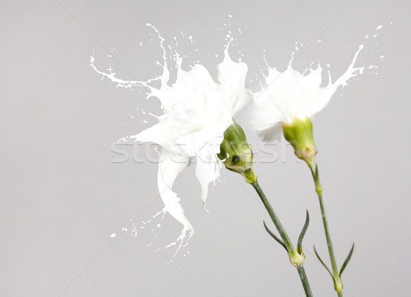 Blanco Splash flores flores blancas leche gris Foto stock © zdenkam