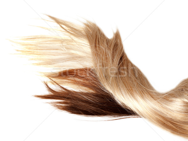 Gezonde haren menselijke bruin blond haar witte Stockfoto © zdenkam