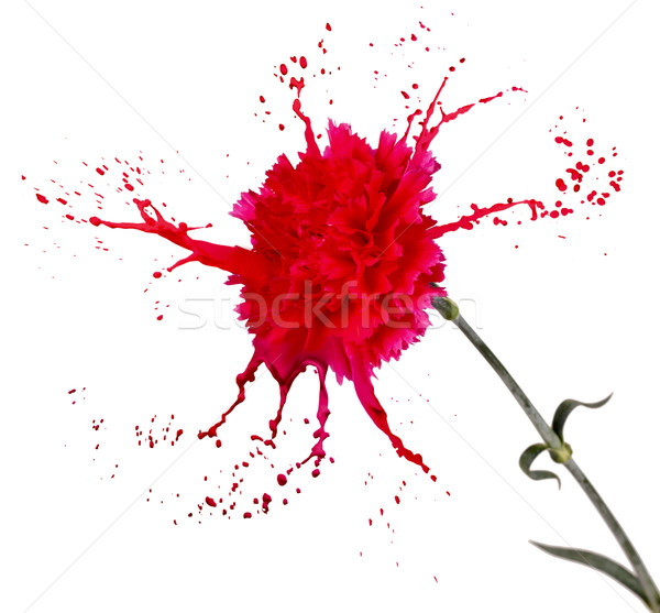 Clavel salpicaduras rojo blanco aislado pintura Foto stock © zdenkam