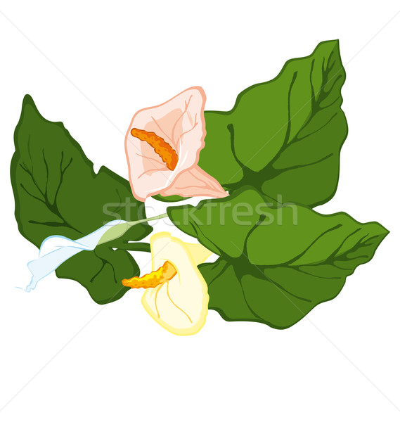 Hand drawn calla lily blooms Stock photo © Zebra-Finch