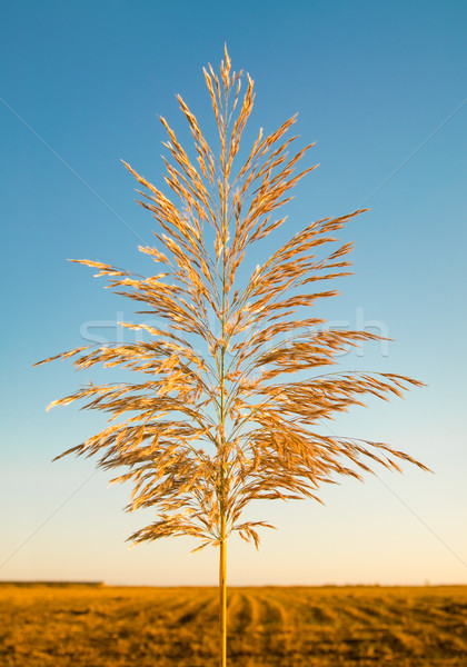 Reed against the sky Stock photo © zeffss