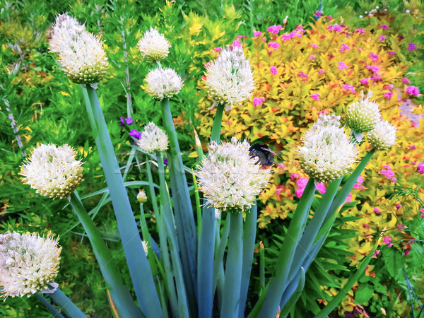 Stock foto: Hummel · Pollen · Blume · Blüte · Pflanzen · Garten