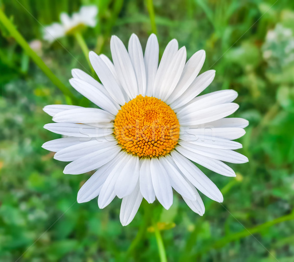 Bellezza bianco Daisy fiore naturale primavera Foto d'archivio © zeffss