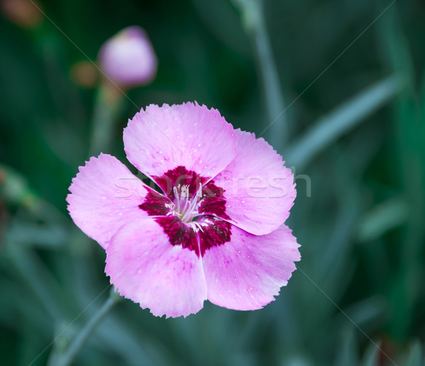 Wild roze anjer natuurlijke bloem achtergrond Stockfoto © zeffss