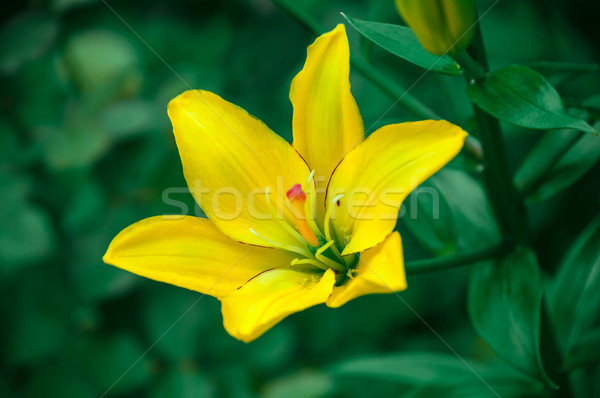 Belle fleur jaune jardin fleurs Photo stock © zeffss