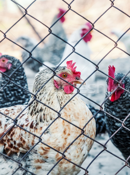 家禽 農場 背景 雞 羽毛 紅色 商業照片 © zeffss