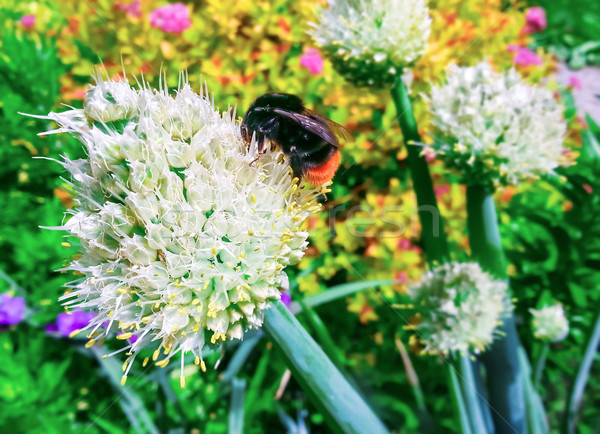 マルハナバチ 花粉 花 開花 植物 庭園 ストックフォト © zeffss