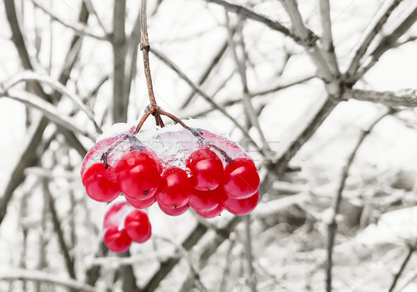 Stock photo: Viburnum branch with red berries in snow