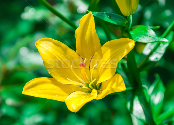 Belle fleur jaune jardin fleurs Photo stock © zeffss