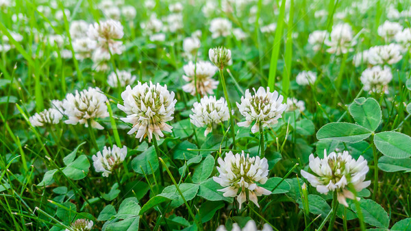 Foto stock: Planta · blanco · trébol · campo · naturales