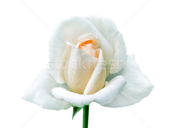 Single white rose Stock photo © zeffss