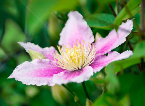 Fleur naturelles fleurs feuille jardin beauté Photo stock © zeffss