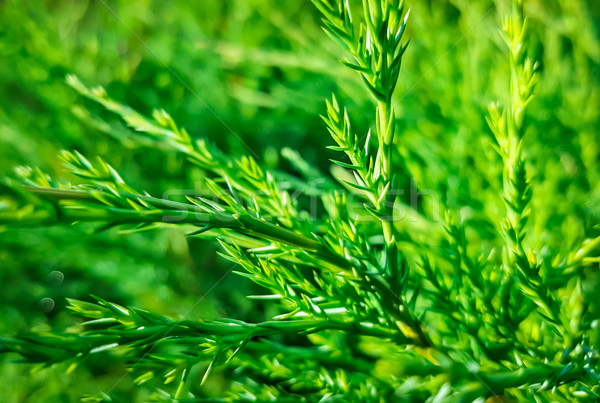 Branche naturelles vert nature texture arbre Photo stock © zeffss