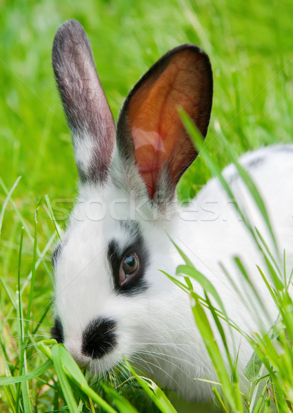 Lapin séance herbe souriant caméra Pâques Photo stock © zeffss