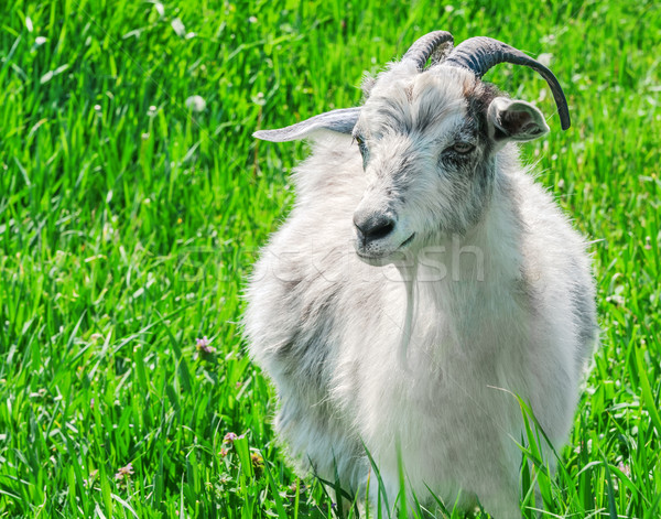 Portrait of a goat on a green meadow. Stock photo © zeffss