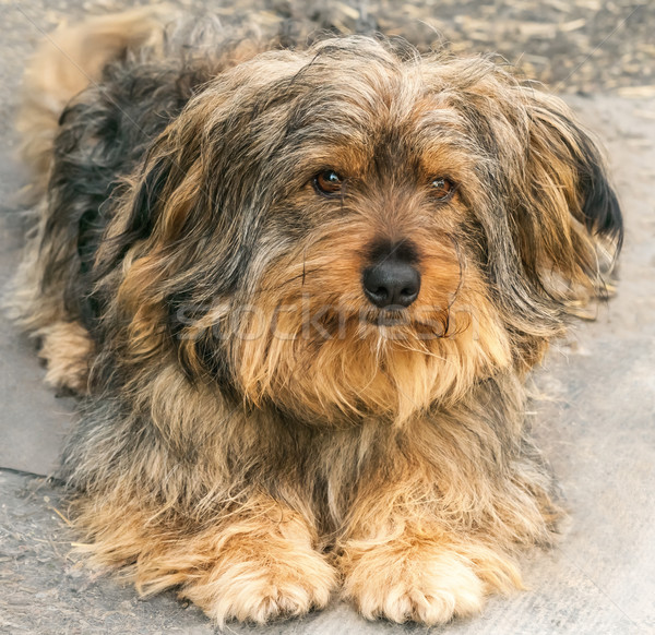 Portrait of a beautiful dog  Stock photo © zeffss