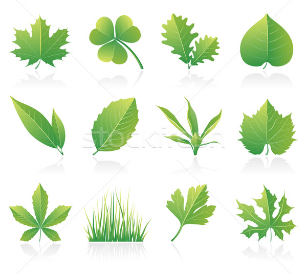 Blätter Blatt Symbole Gras Klee Umwelt Stock foto © zelimirz