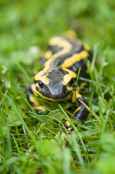 Fire salamander (Salamandra salamandra) Stock photo © Zerbor