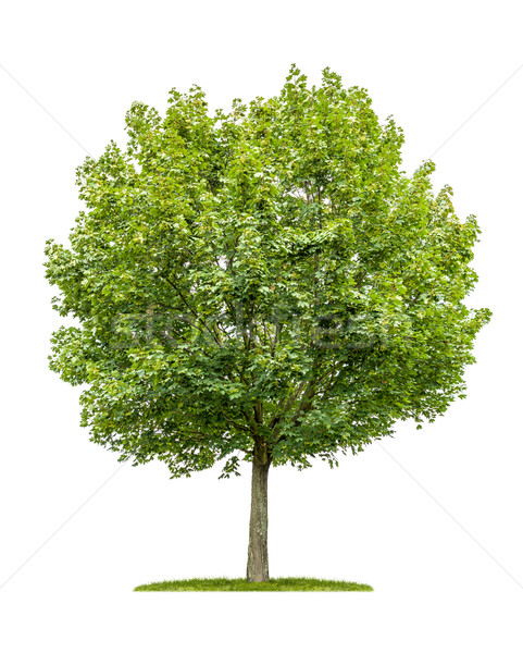 изолированный клен дерево белый древесины зеленый Сток-фото © Zerbor