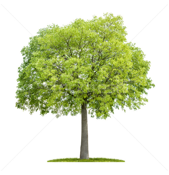 Isoliert weiß Baum Gras Holz Früchte Stock foto © Zerbor