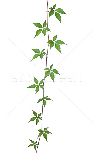 Wild vine against a white background Stock photo © Zerbor