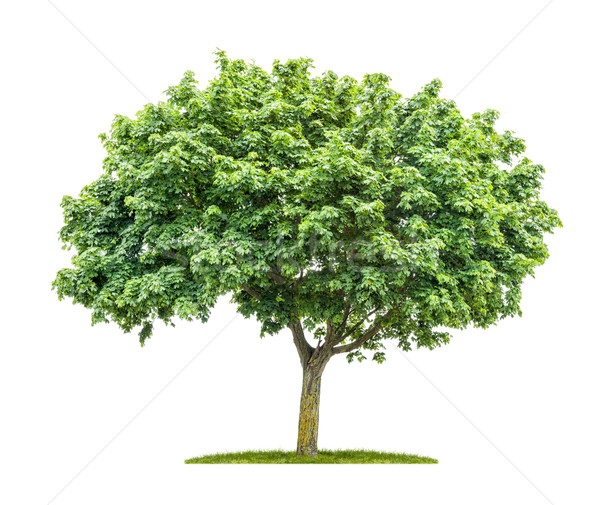 An isolated maple tree on a white background Stock photo © Zerbor