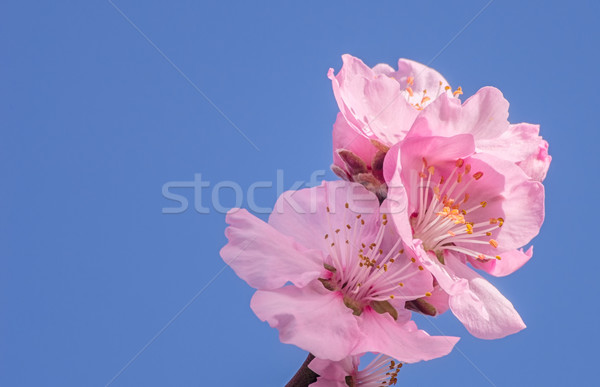 Close-up of an almond flower Stock photo © Zerbor