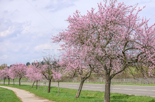 Almond blossom on the German Wine Route Stock photo © Zerbor