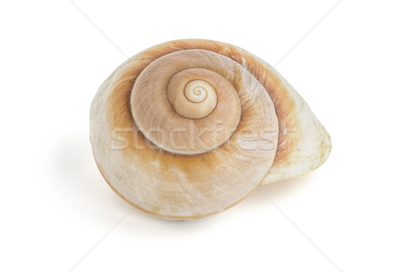 brown sea snail shell Stock photo © Zerbor