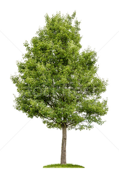 isolated deciduous tree on a white background Stock photo © Zerbor