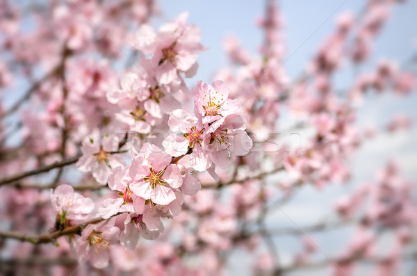 杏仁 開花 花 樹 葉 藍色 商業照片 © Zerbor