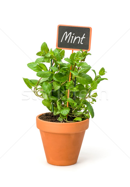 Mint in a clay pot with a wooden label Stock photo © Zerbor