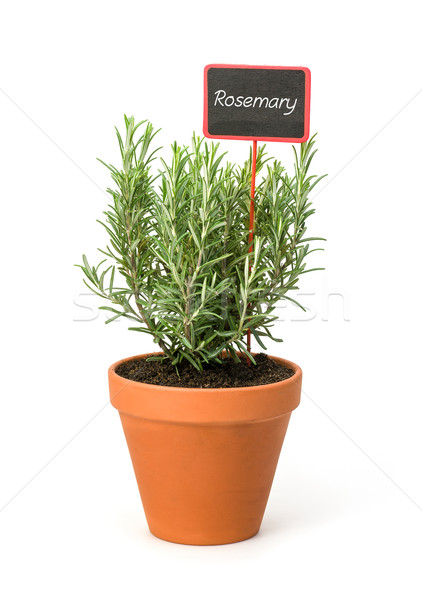Rosemary in a clay pot with a wooden label Stock photo © Zerbor