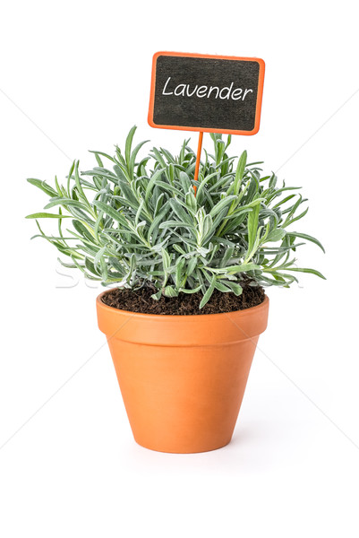 Lavender in a clay pot with a wooden label Stock photo © Zerbor