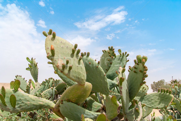 Thicket of cactus Tzabar Opuntia ficus-indica in Negev desert. Stock photo © Zhukow
