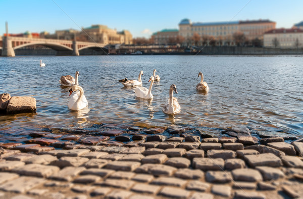 Swans on the Vltava River, Prague, Shallow depth of field Stock photo © Zhukow