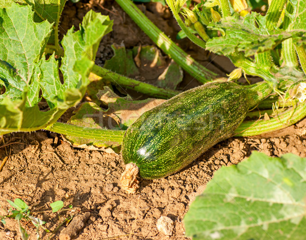 flowering zucchini in the vegetable garden Stock photo © Zhukow