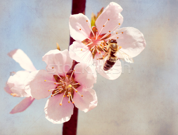textured old paper background, bee collects honey on a flower Stock photo © Zhukow