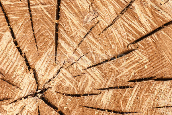 Fa textúra repedések erdő absztrakt természet Stock fotó © Zhukow