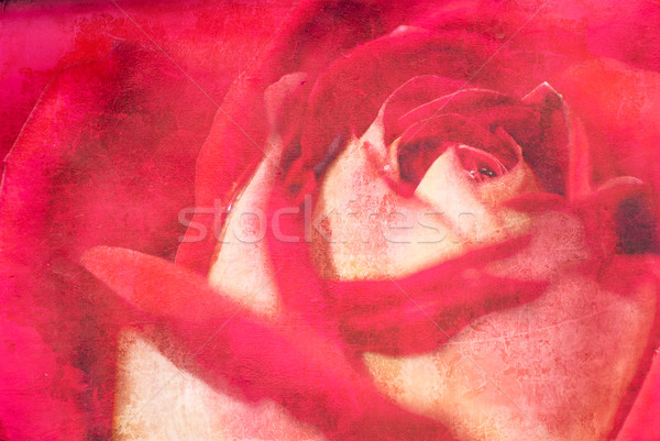 Stok fotoğraf: Bağbozumu · grunge · kâğıt · parlak · kırmızı · gül · çiçek