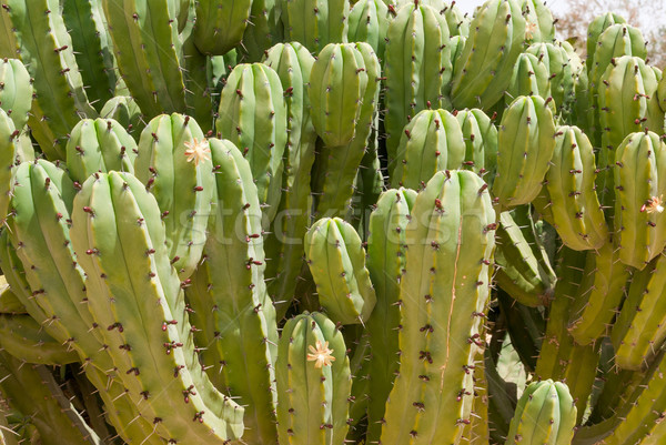 Cactus in the Desert of Negev Stock photo © Zhukow
