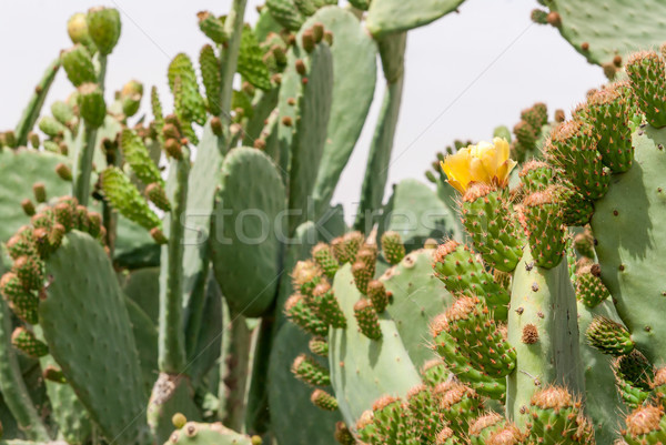 Thicket of cactus Tzabar Opuntia ficus-indica in Negev desert. Stock photo © Zhukow