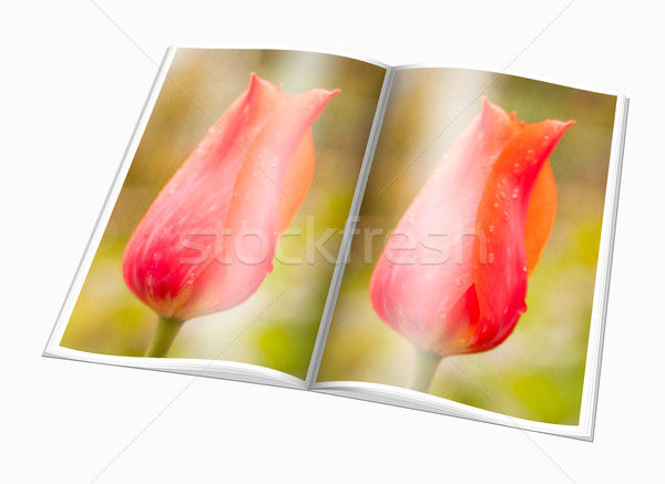 Opened  book with a picture  red tulip Stock photo © Zhukow