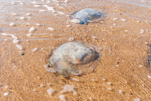 Nagy meduza hazugságok part tengerpart nyár Stock fotó © Zhukow