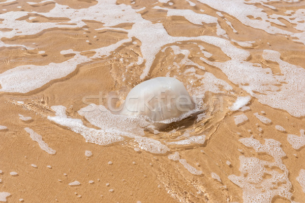 Meduza víz homokos part mediterrán tenger Stock fotó © Zhukow