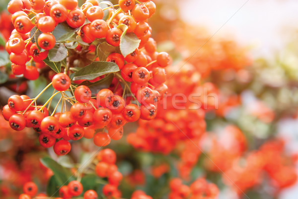 Viburnum berries ripen on the bush, shallow depth of field Stock photo © Zhukow
